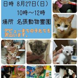 猫の譲渡会　三重県名張市