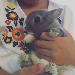 赤ちゃんうさぎ里親募集中