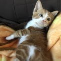 子猫ゆずります(2ヶ月弱)