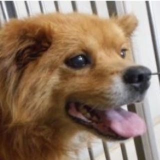 保護団体様が引き出して下さいました。