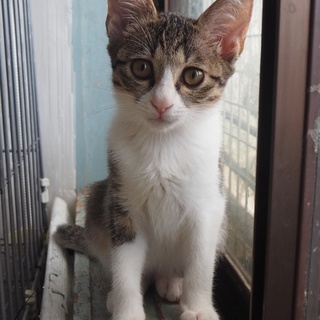 「面談予定」片手半そで「ベガ」ちゃん♡