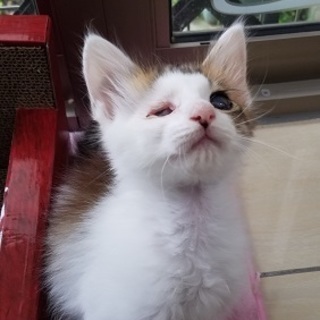 9/3銀座★シャイティちゃん★ふわっふわの半長毛