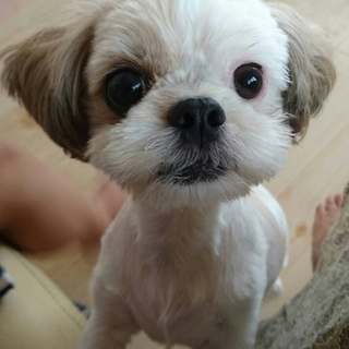 愛らしいお顔のきなこちゃん