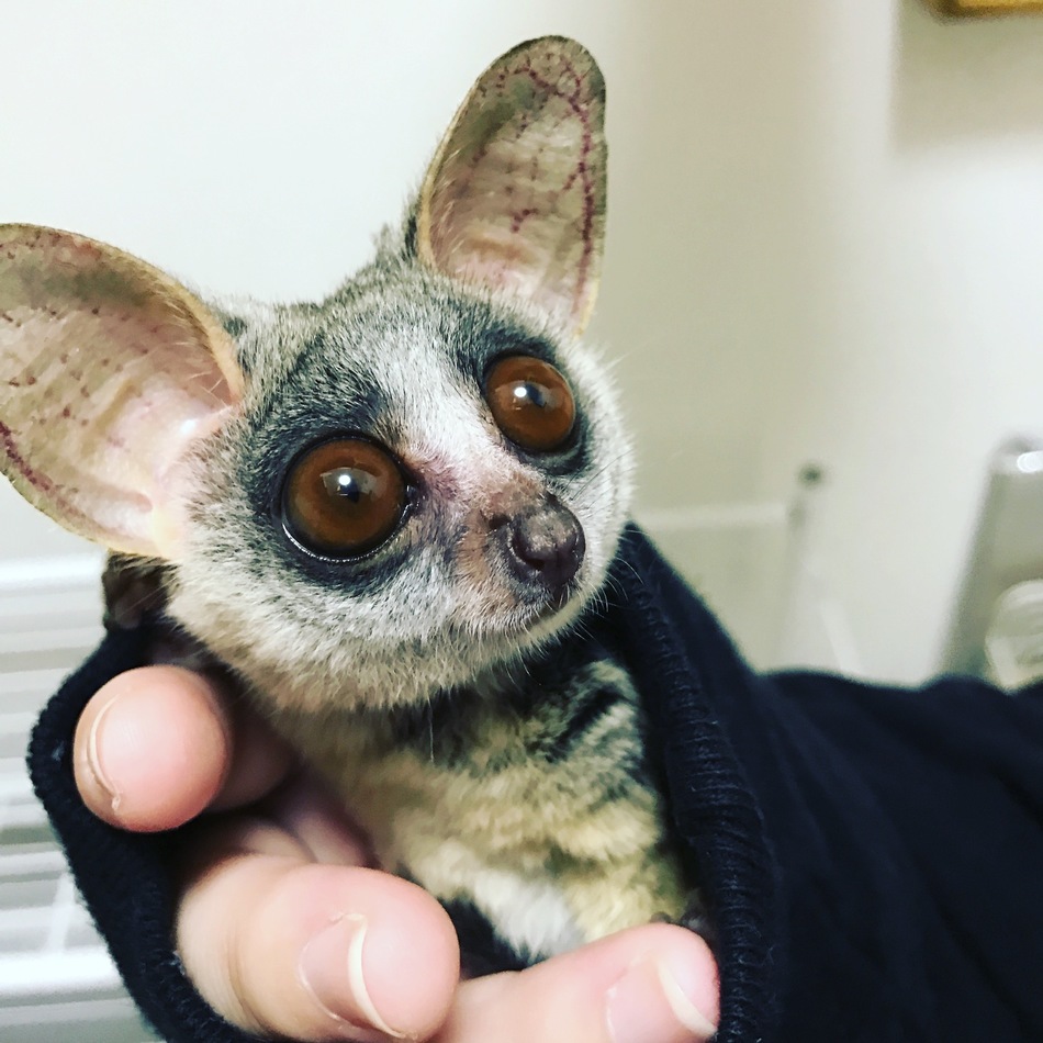 エレナのカバー写真