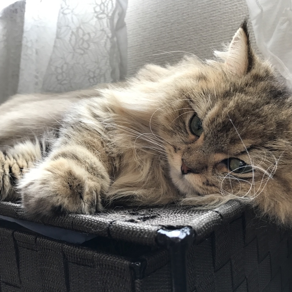 らむのカバー写真