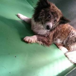 【感謝】繋がりました！野犬のマダラちゃん♀