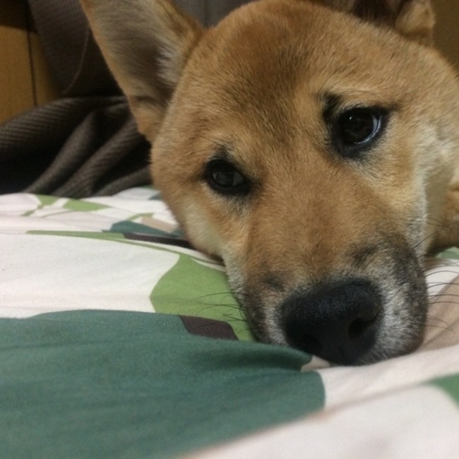 なりあみのカバー写真