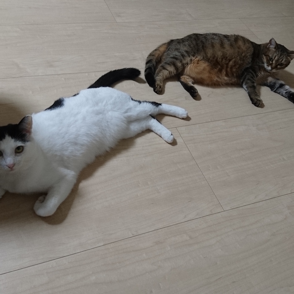 りゅめのカバー写真