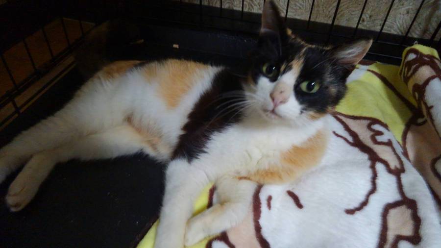 ひどい骨折からの奇跡的な」香川県 - 猫の里親募集(173608 - 猫 半身 不随 回
復