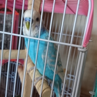 セキセイの里親様を探しています