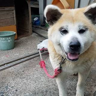 秋田犬 女の子