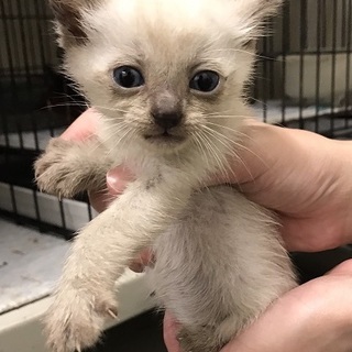 保健所にて里親募集中☆シャムMIX子猫！
