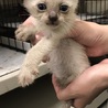 保健所にて里親募集中☆シャムMIX子猫！ サムネイル2
