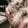 保健所にて里親募集中☆シャムMIX子猫！ サムネイル3