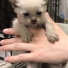 保健所にて里親募集中☆シャムMIX子猫！ サムネイル4