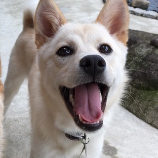 【元保健所】賢く飼いやすい甘えん坊MIX幼犬