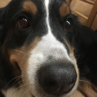 現在3名の方で募集を一時休止いたします。