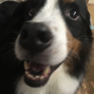 現在5名の方で募集を一時休止いたします。