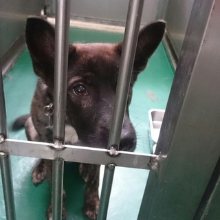 施設に２ヶ月　野犬だけど人懐こい子
