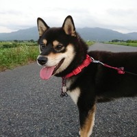 長谷川cona