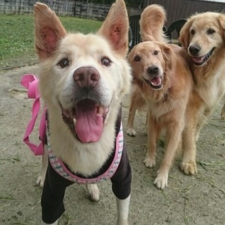 シニア犬にもチャンスを！