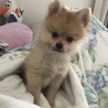 はらや さん