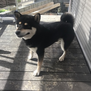 右後脚が不自由なやんちゃな男の子です。