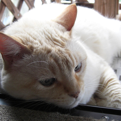 スピッツ　観てきました！(*'ω'*) /