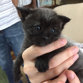 うちの子になりました！