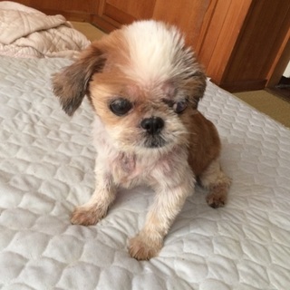 賢くて大人しいシーズー犬です！