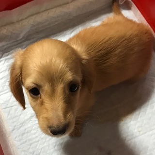 訳ありダックスの子犬