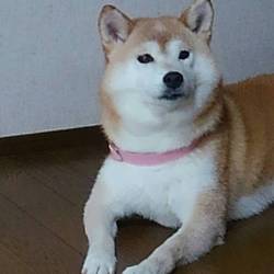 葵のお散歩アラカルト(*´∀`)♪