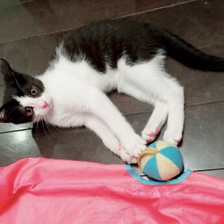 4ヶ月強 モノトーン兄妹 3/4