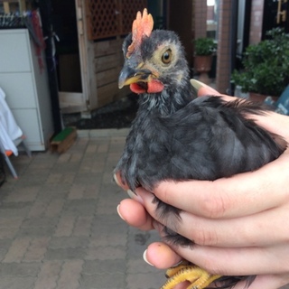 里親さん決まりました♪