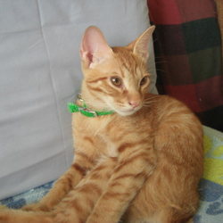 大きくなりました。