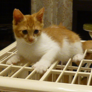 白茶くん　４か月