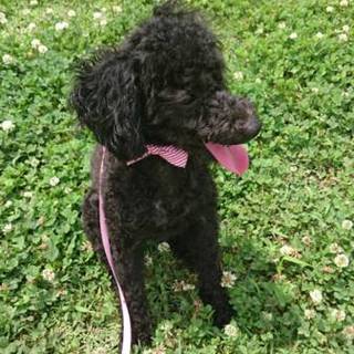 クレアちゃんです。お願いします。