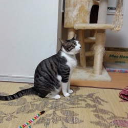 あそんでいるのか、あそばれているのか