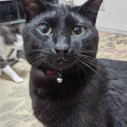 「あそんでいるのか、あそばれているのか」サムネイル2