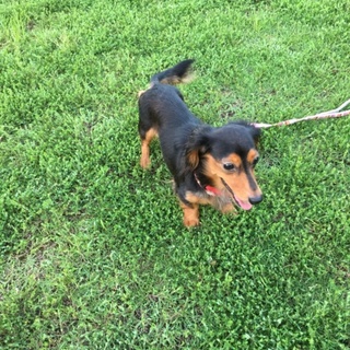 高齢犬になるダックスの里親募集します