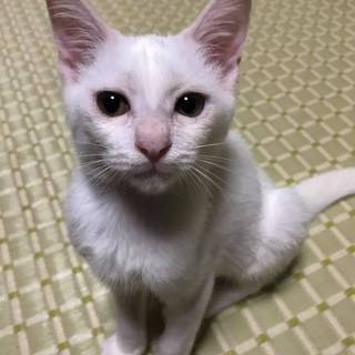 好奇心旺盛で甘えん坊なヒロ君