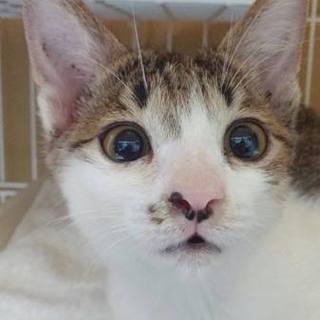 桃太郎のようにたくましい男？ももくん！