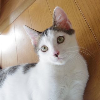 背中にミッキー柄！甘えん坊ニョンちゃんの里親様募集