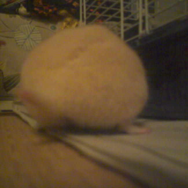 macaのカバー写真