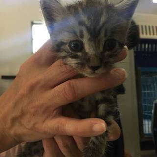 里親様が決まりました♡有難うございました！