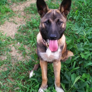 5か月のシェパードMIX犬を育ていただいたく