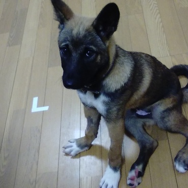 いとこのマンションにて　フローリング苦手か