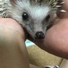ハリネズミちゃんの里親さん募集 サムネイル3