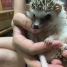 ハリネズミちゃんの里親さん募集 サムネイル4