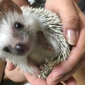 ハリネズミちゃんの里親さん募集